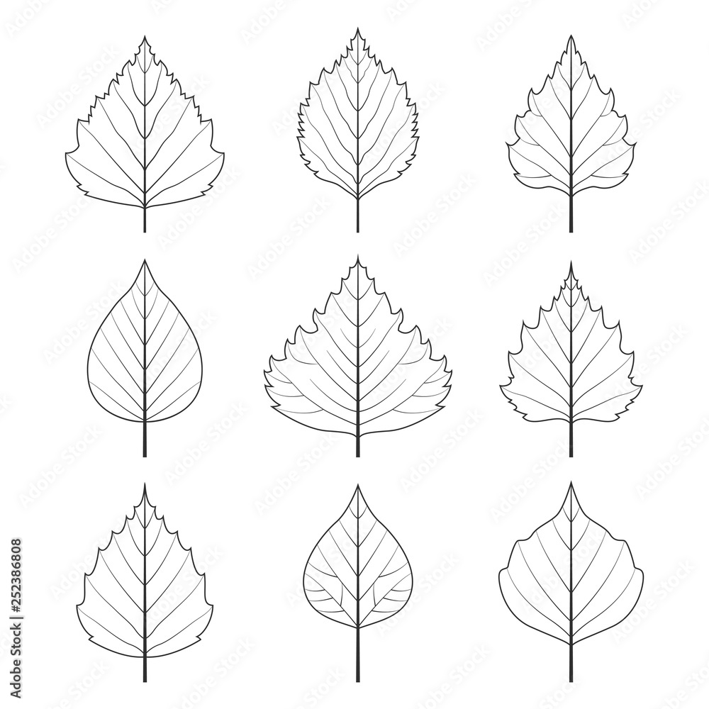 Birch leaves icons. Birch leaves icons.