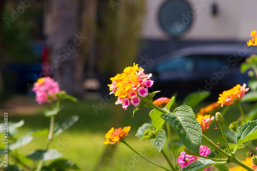 Lantana in Sicily summer garden