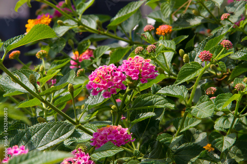 Lantana in Sicily summer garden