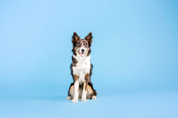 Border Collie dog in the photo studio on the blue background