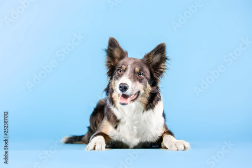 Photography Border Collie dog lying on blue background