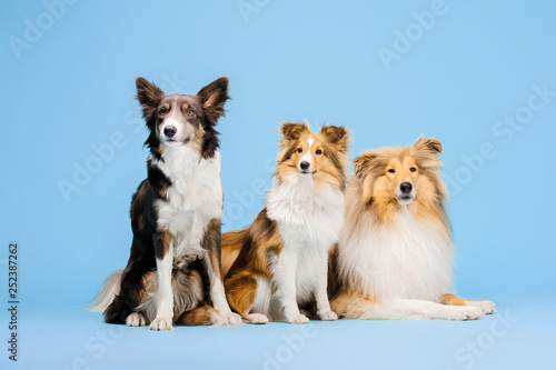 Photography Border Collie dog, Rough Collie dog and Shetland Sheepdog dog in the photo studi
