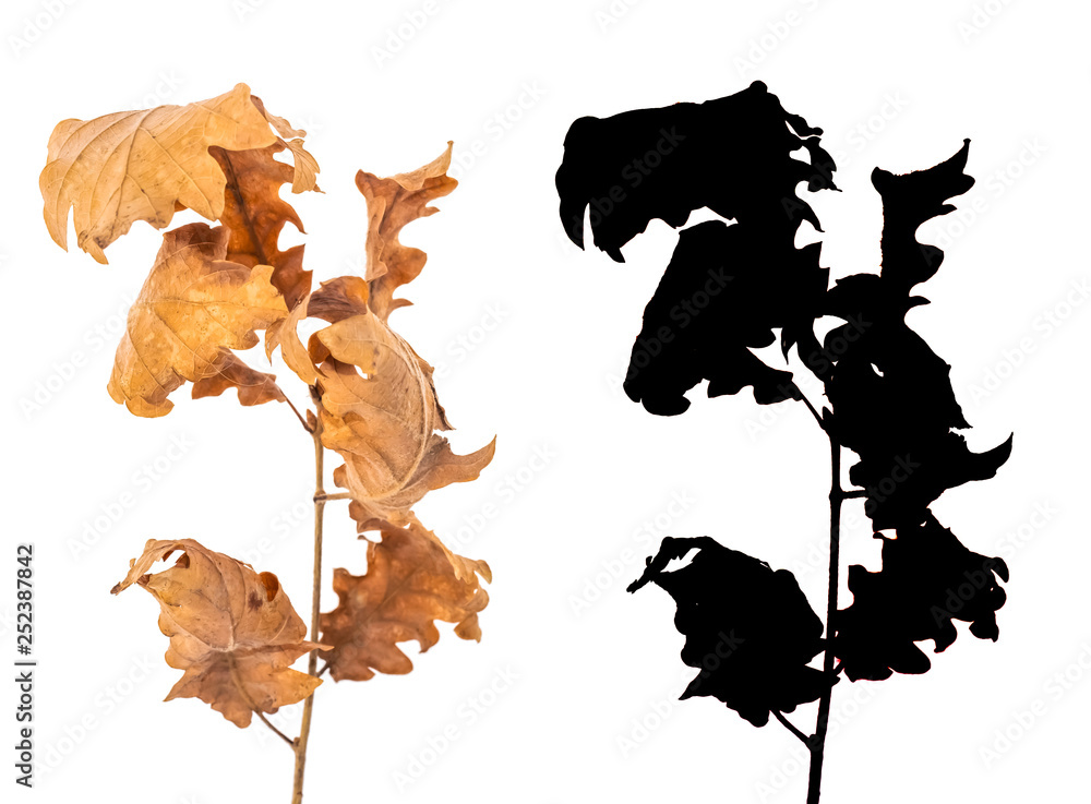 Alder dried leaves isolated on white background with black alpha mask. . Alder dried leaves isolated on white background with black alpha mask. .