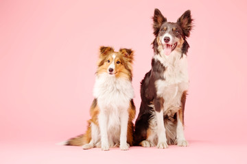 Border Collie dog and Shetland Sheepdog dog in the photo studio on pink background