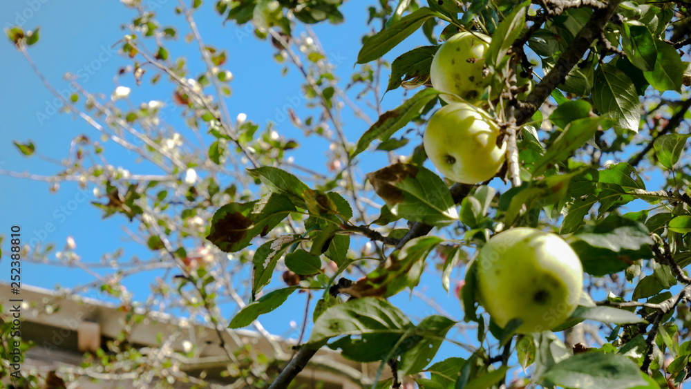 apples on tree