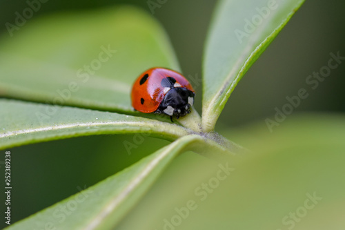 Ladybug on leaf macro close-up