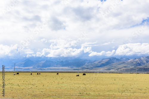 View of grass filed on the east side of the Nyenchen Tanglha Mountains range in Damxung(Dangxiaong) County, Lhasa, Tibet, China. photo