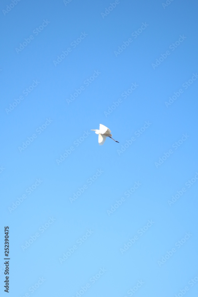 Obraz premium 白い鳥