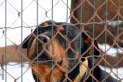 Sad bored abandoned rottweiler dog behind fence looking in eyes. Dog in cage waiting for walking with owner.