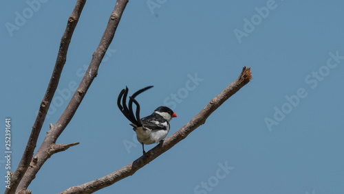 Pin-tailed whydah ( Vidua macroura ), sitting on branch with black back and crown, and upright long black tail. Looking back at camera and showing promient red beak, against blue sky photo