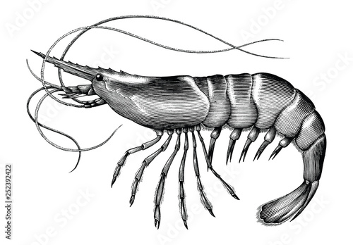 Antique engraving illustration of Shrimp black and white clip art isolated on white background