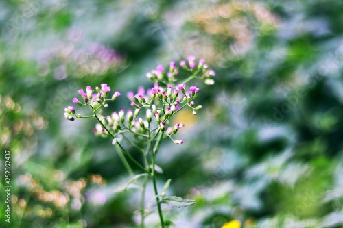 Flower of little plant on blurred background Selective focus