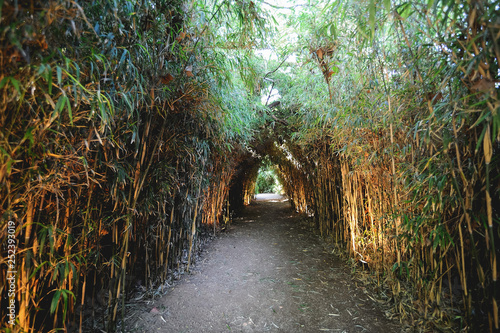 Fototapeta Naklejka Na Ścianę i Meble -  camino tunel de cañas de bambu al atardecer