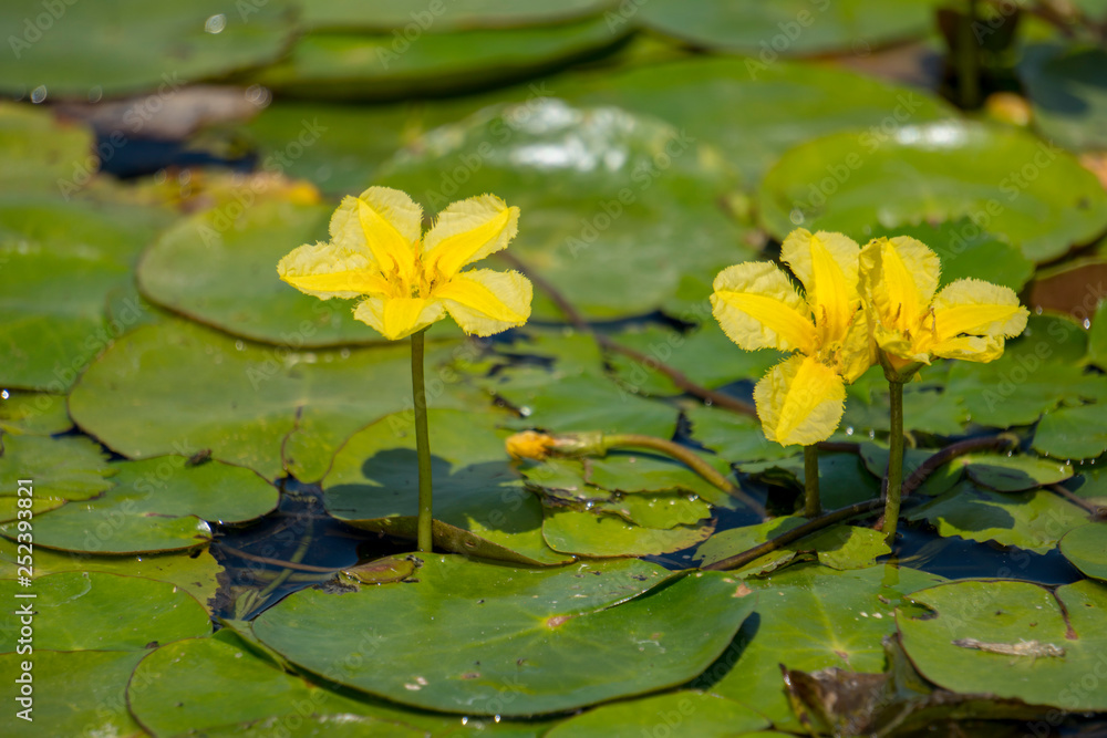 Colorful water lilies with yellow flowers in the Danube Delta (Romania) Colorful water lilies with yellow flowers in the Danube Delta (Romania)