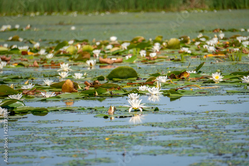 european white water lilly (nymphaea alba) in Danube Delta, Romania