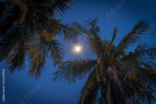 Moon and coconut trees.