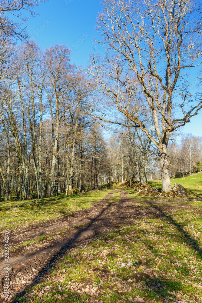 Obraz premium Deciduous forest in springtime with a dirt road