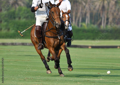polo players are riding on horseback to grab the polo ball