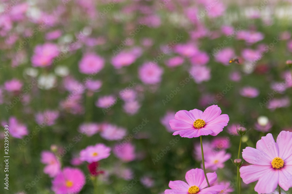 Pink cosmos flower, Aster flower