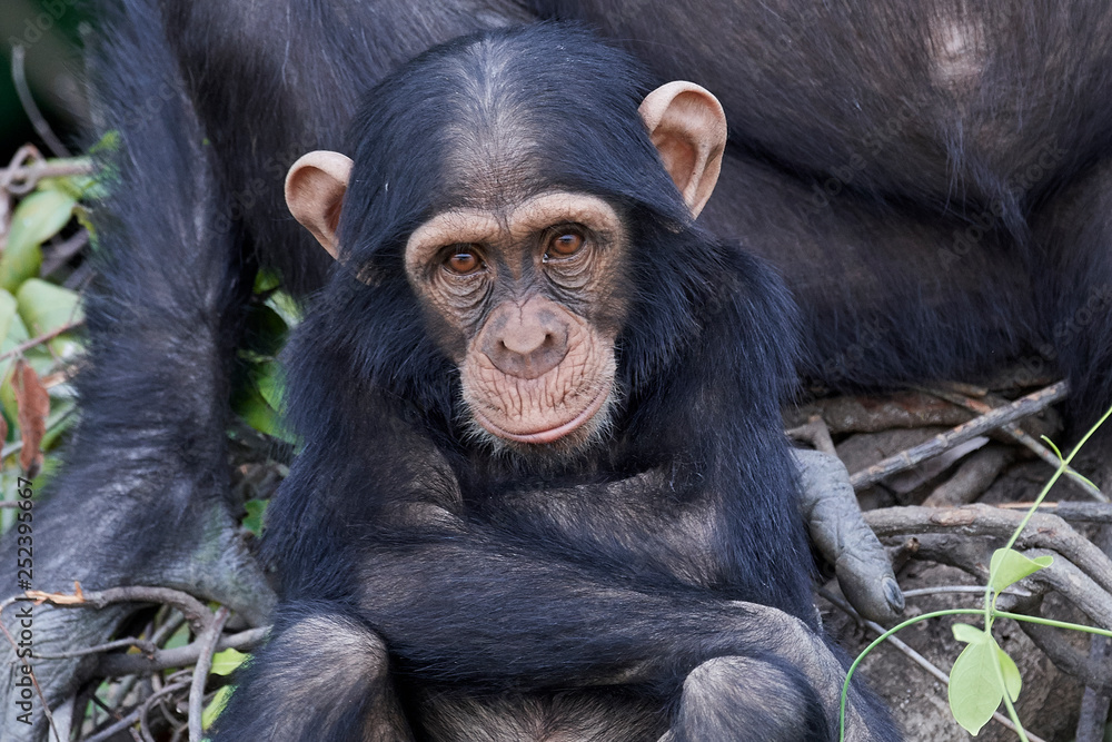 Chimpanzee (Pan troglodytes)