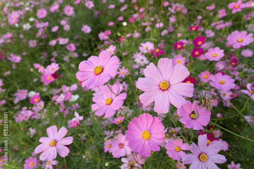 Pink cosmos flower, Aster flower