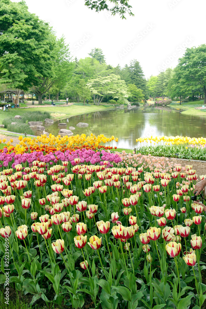 colorful tulips in the park