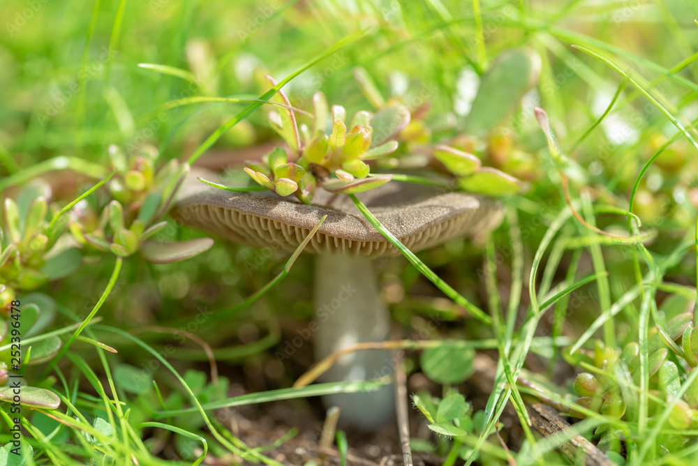 young mushroom grows from under the grass