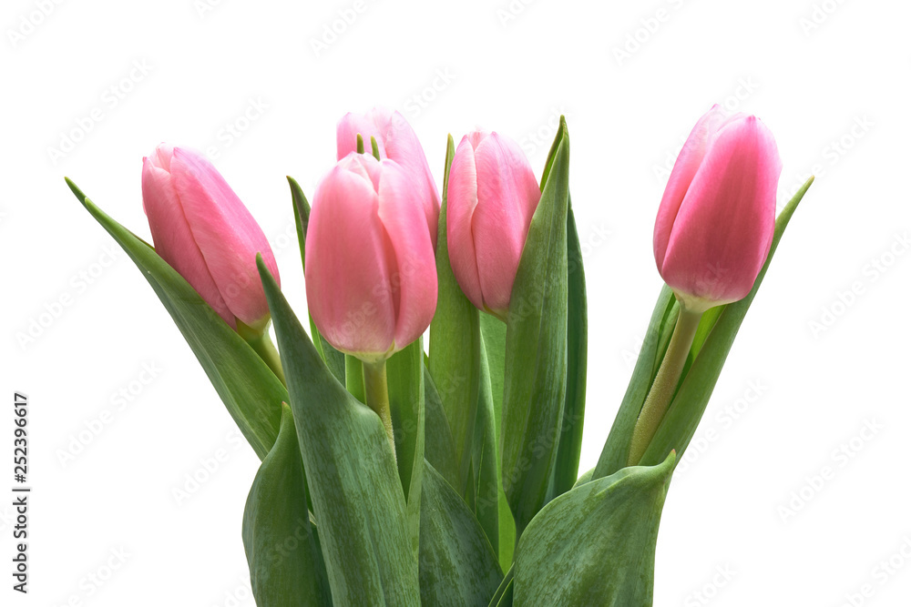 Fototapeta premium Bukiet różowych tulipanów