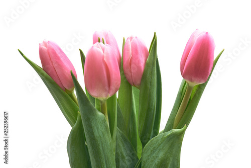 Bukiet r    owych tulipan  w