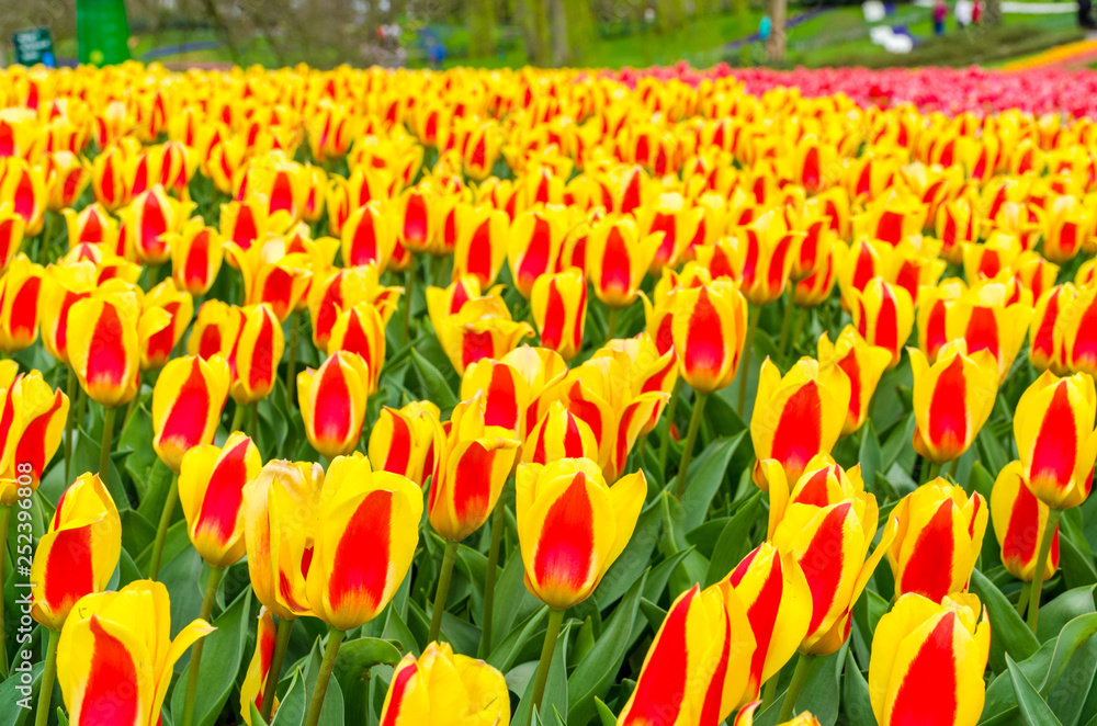 Red-yellow tulip flowers field in Keukenhof garden, Netherlands, Holland