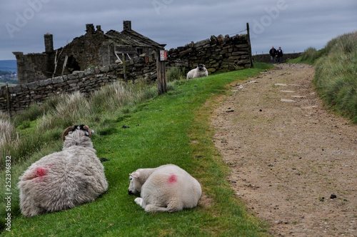 Resting sheep next to the path on the background of the ruined farmhouse in the moorland in Haworth, West Yorkshire, England, UK photo