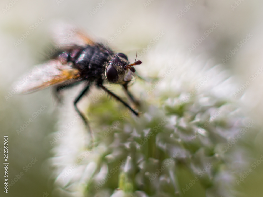 Fototapeta premium Macro photography of common insects