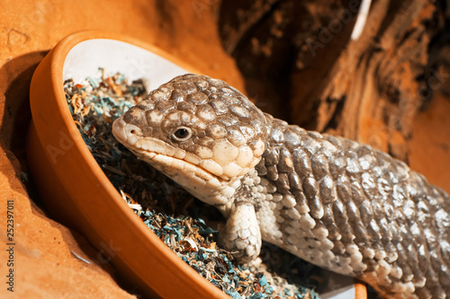 Bobtail lizard (Tiliqua rugosa) photo