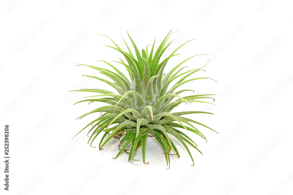 Tillandsia isolated on white background.Tillandsia are careless and low maintenance ornamental plants that required no soil, only plenty of water, sunlight and good airflow. Fresh green Tillandsia. Tillandsia isolated on white background.Tillandsia are careless and low maintenance ornamental plants that required no soil, only plenty of water, sunlight and good airflow. Fresh green Tillandsia.