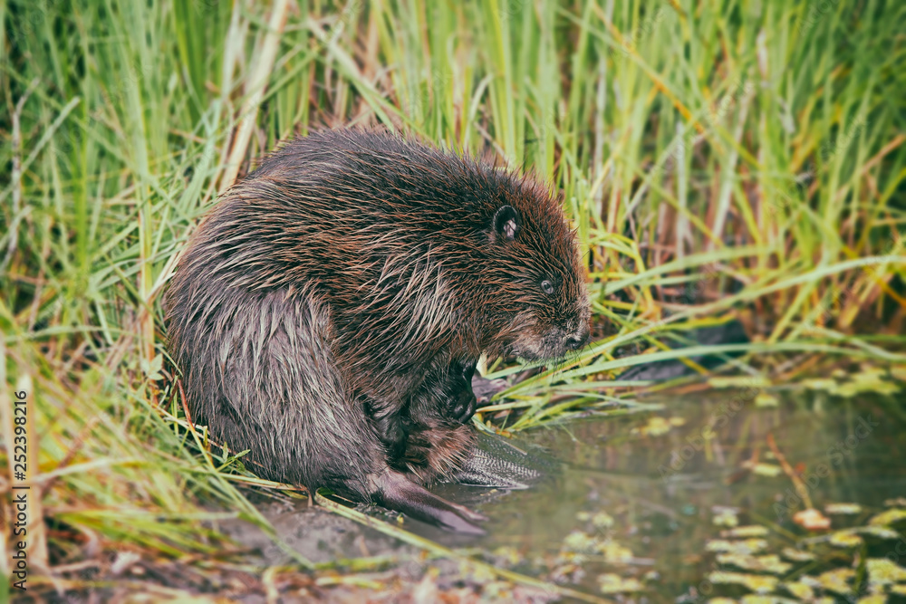 funny brown American beaver (castor genus) sitting in the reeds near the pond, closeup funny brown American beaver (castor genus) sitting in the reeds near the pond, closeup