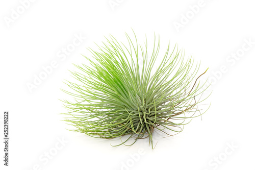 Tillandsia isolated on white background.Tillandsia are careless and low maintenance ornamental plants that required no soil  only plenty of water  sunlight and good airflow. Fresh green Tillandsia.