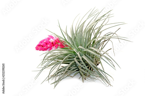 Tillandsia isolated on white background.Tillandsia are careless and low maintenance ornamental plants that required no soil, only plenty of water, sunlight and good airflow. Fresh green Tillandsia.