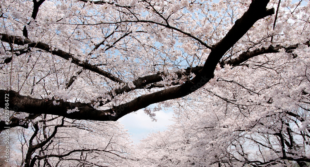 Japanese cherry blossom trees, sakura in sky Japanese cherry blossom trees, sakura in sky