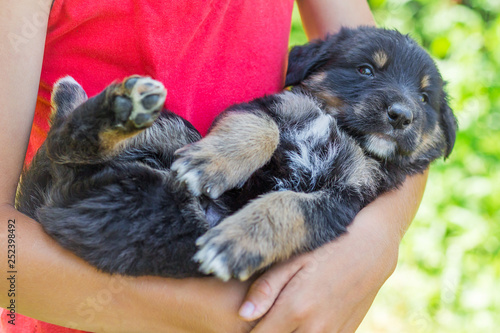 The boy holds on his hands a small puppy. Children and Animals_