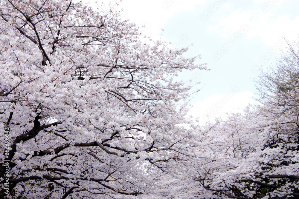 Japanese cherry blossom trees, sakura in sky Japanese cherry blossom trees, sakura in sky