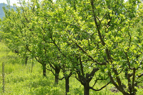 One line of green trees and green grass in an orchard in a summer day
