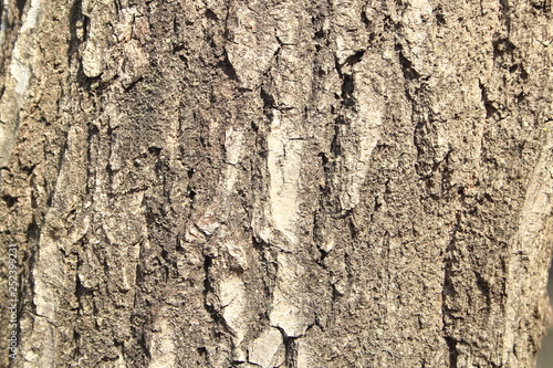 コナラの木肌（木の皮の表面）