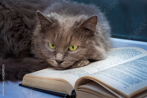A gray cat lies on an open book. Reading your favorite book_