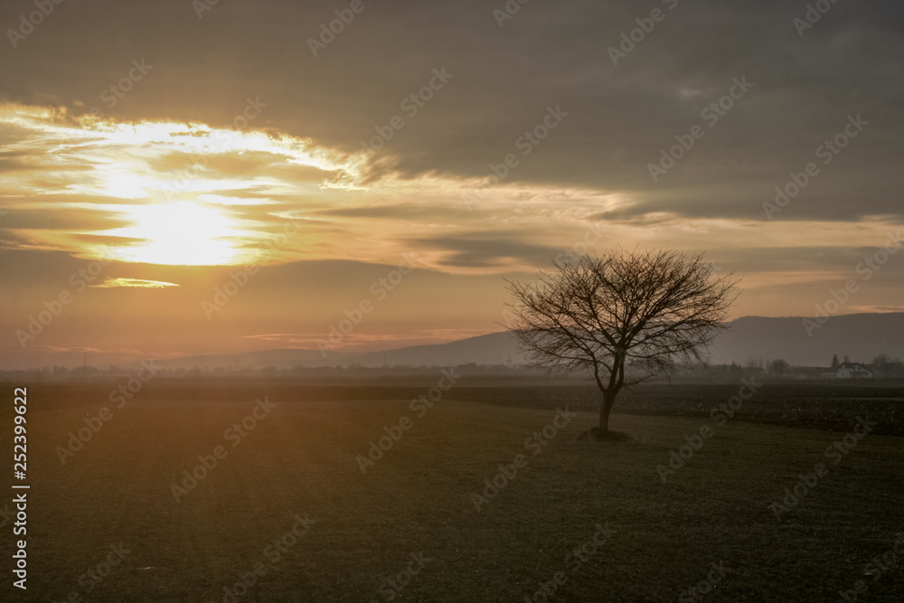 Silhouette of a solitairy tree in the countryside of Transylvania in Romania at sunset., beautiful pastel colors in the sky.