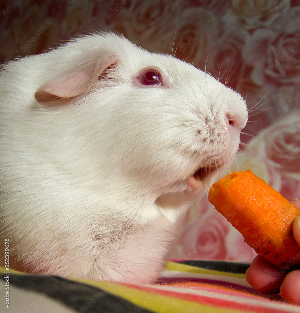Carrot hot sale guinea pig