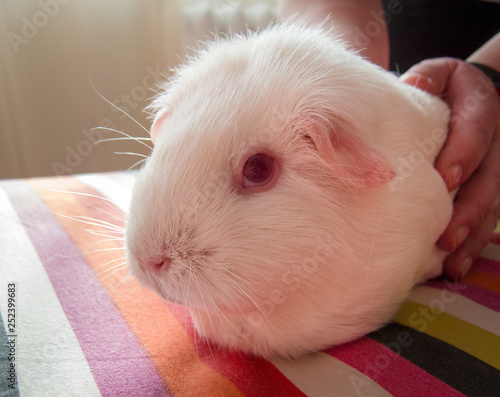 Tableau sur toile Guinea pig looking at the camera in the morning sunlight