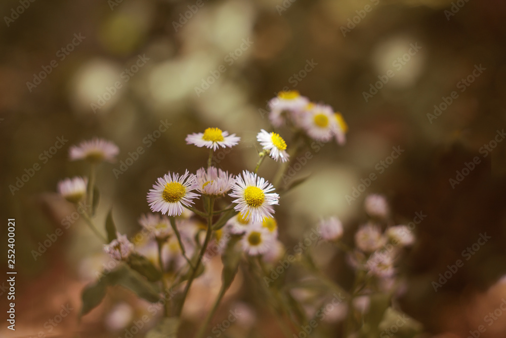 white flowers on green background