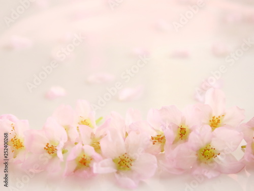 桜の花とコピースペース（春のイメージ）