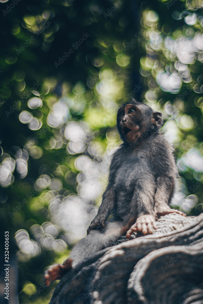 Obraz premium Surprised little monkey