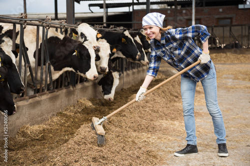 Female technician feeding cows with grass in livestock barn photo